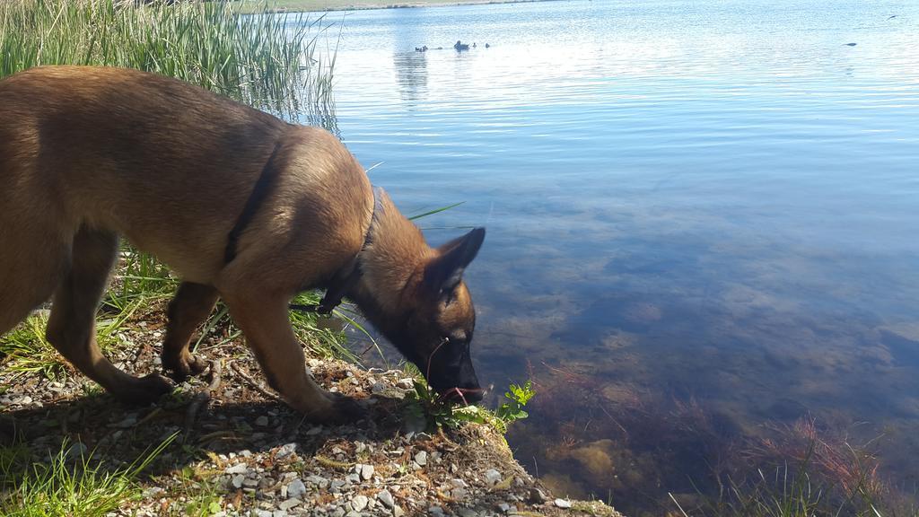 Camping La Motte Flottante La Freissinouse Kültér fotó